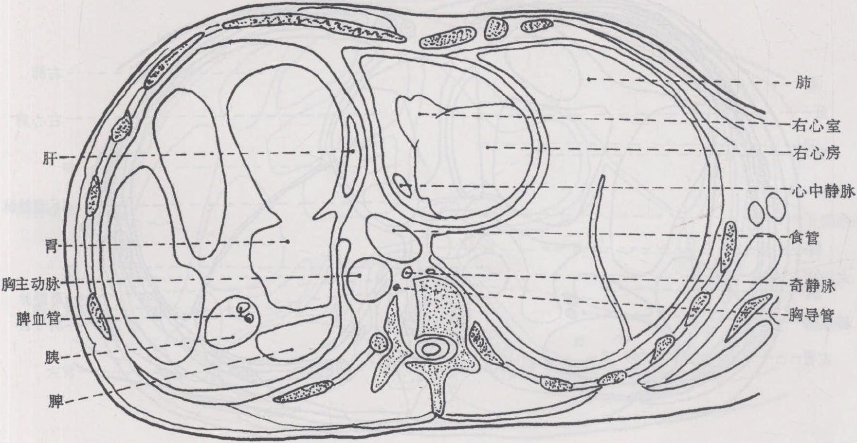 6. 胸腹斜切面圖6